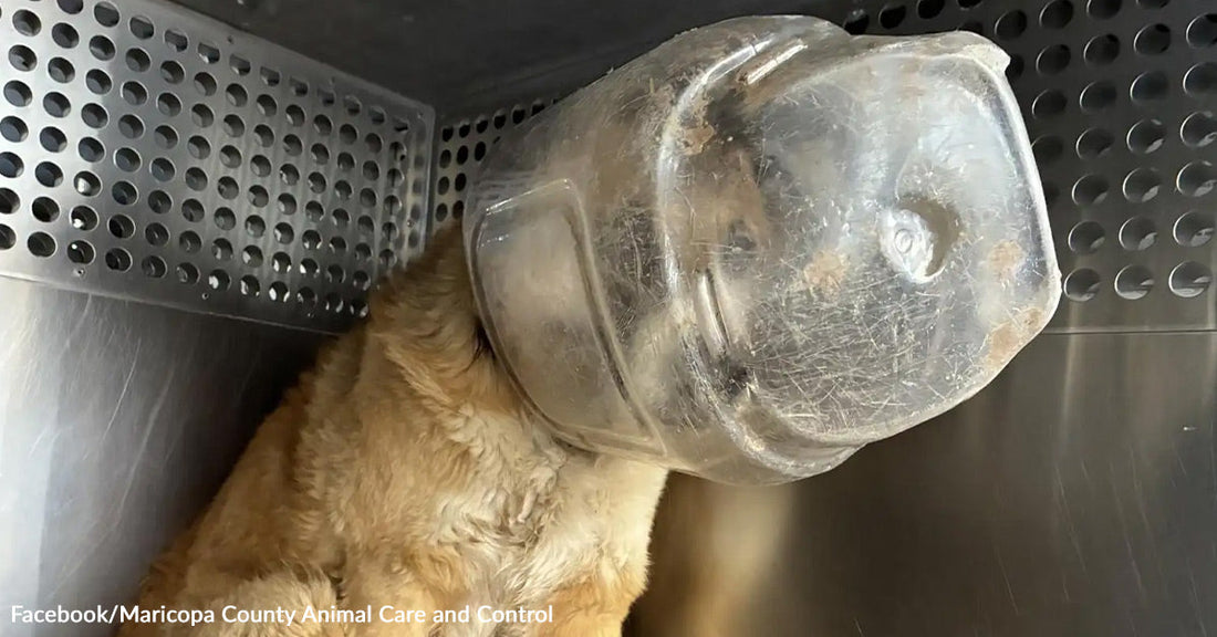 Dog Freed From Plastic Jug Climbs Into Rescuer’s Lap For A Thank You Hug