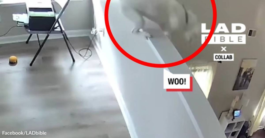 Bored Dog Jumps Off Balcony to Scare Cat While Parents Aren't Home