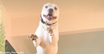 Happy white dog standing on its hind legs, looking playful and engaged.