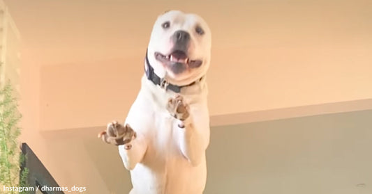 Happy white dog standing on its hind legs, looking playful and engaged.