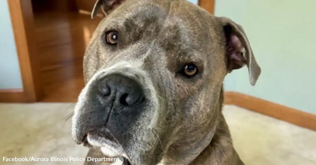 Courageous Canine Leads Rescuer Out of Burning Home in Aurora Illinois Courageous Canine Leads Rescuer Out of Burning Home in Aurora Illinois
