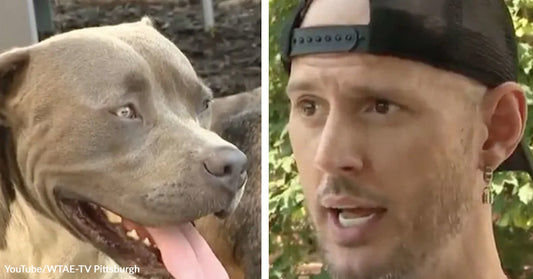 Close-up of a gray pit bull with its tongue out next to a man wearing a backward cap speaking outdoors.