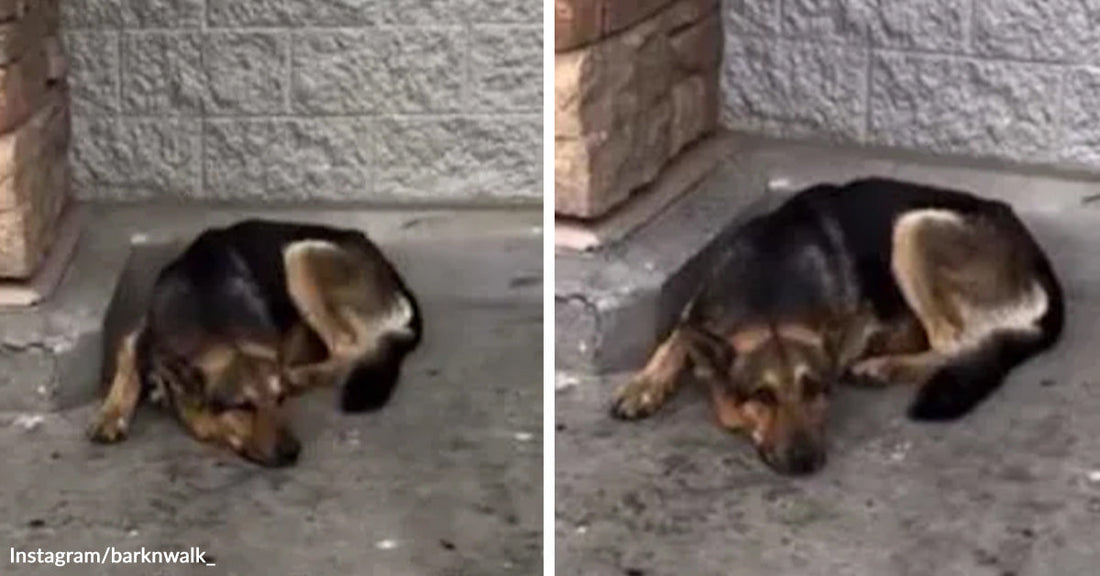 Frightened brown-and-black dog curls against a building wall in two side-by-side images, one with its head tucked and one lying flat on the pavement.