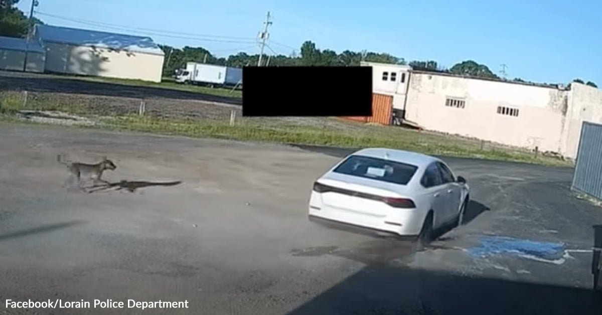 Woman Accused of Abandoning Dog Behind Skating Rink Faces Charges