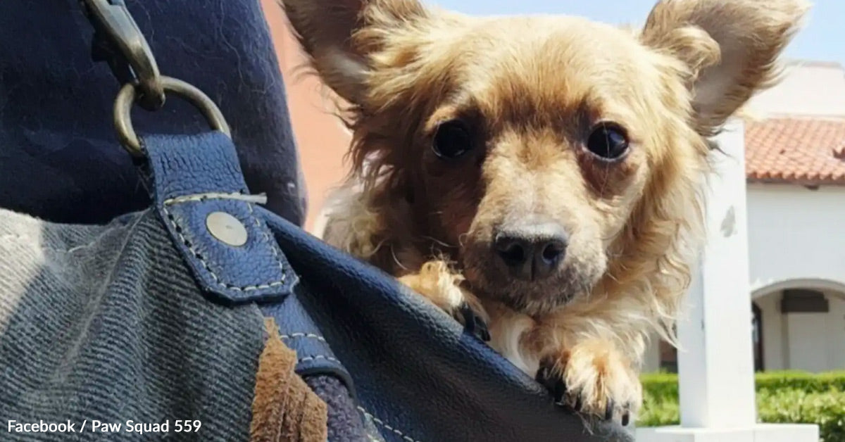 Pup Cannot Perceive Why He is At all times The Solely One Left At Adoption Occasions