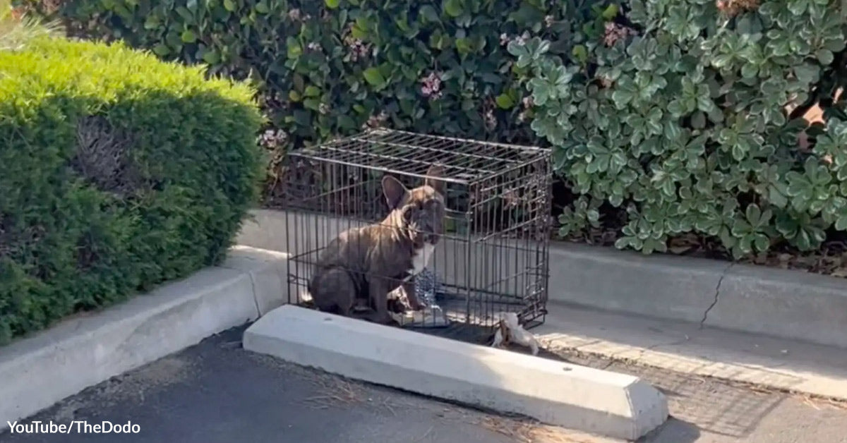 Driver Pulls Into Parking Spot And Finds Canine Trapped Inside Deserted Crate Driver Pulls Into Parking Spot And Finds Canine Trapped Inside Deserted Crate