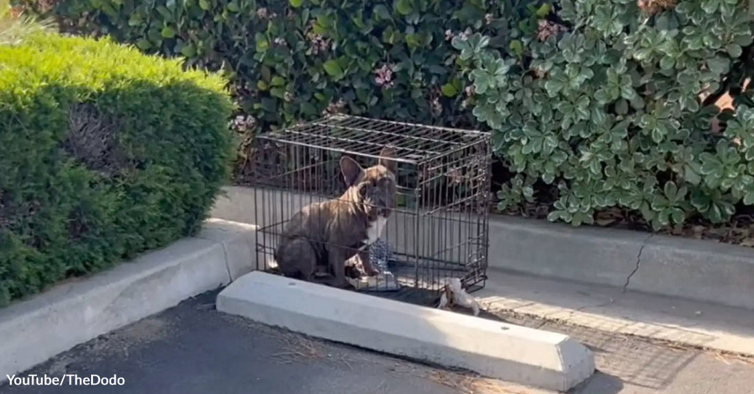 A small dog sits inside a metal crate placed on a curb in a parking lot.