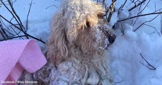 Fluffy dog sitting in snow, with snow on its fur, next to a pink blanket.