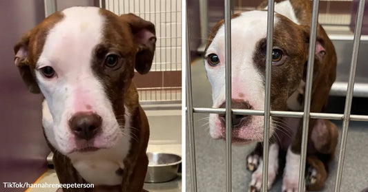 Brown-and-white puppy is shown close-up indoors and then sitting behind kennel bars in a split image.