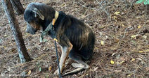 A dog sits on the ground among fallen pine needles in a forested area.
