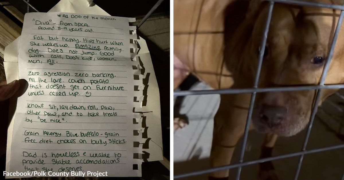 Shelter Staff Break Down After Reading Heartbreaking Note Left With Dog ...