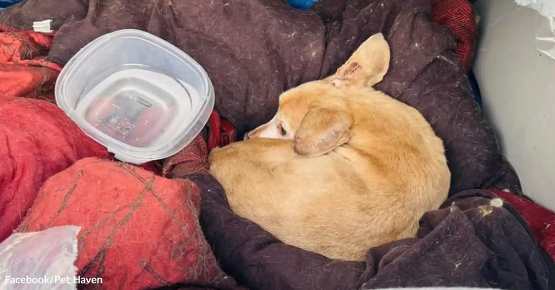 A small tan dog is curled up tightly on layered blankets next to a plastic container of water.
