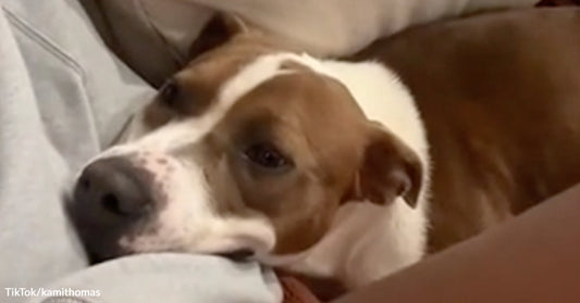 Brown and white dog resting its head on a cushion, looking tired.