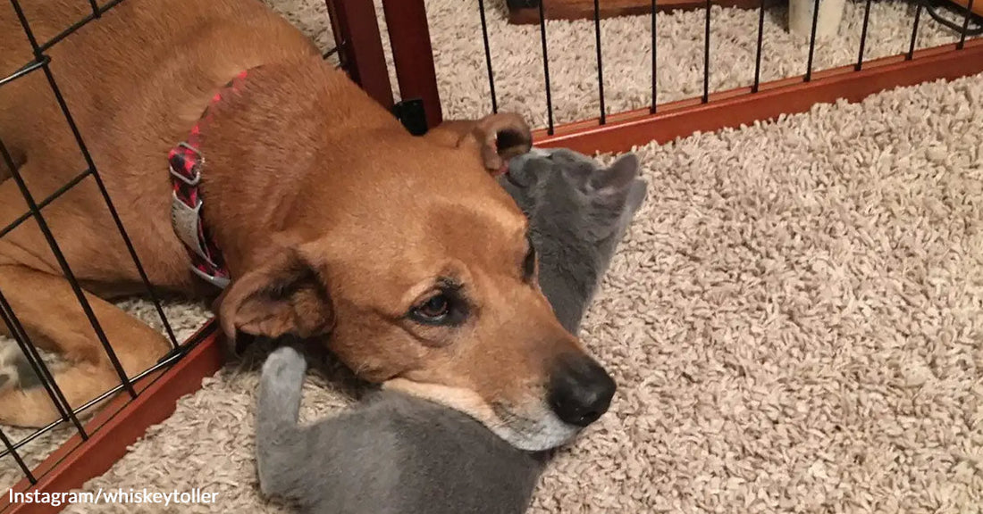 A brown dog resting its chin on a grey cat.