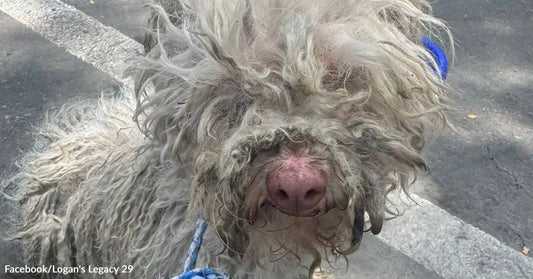 A dog with severely matted, dirty fur looks toward the camera while standing outdoors on pavement.