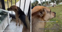 Split image of a tan-and-black dog standing by a screened porch door, then outdoors with ears blowing back while looking ahead in a grassy park.