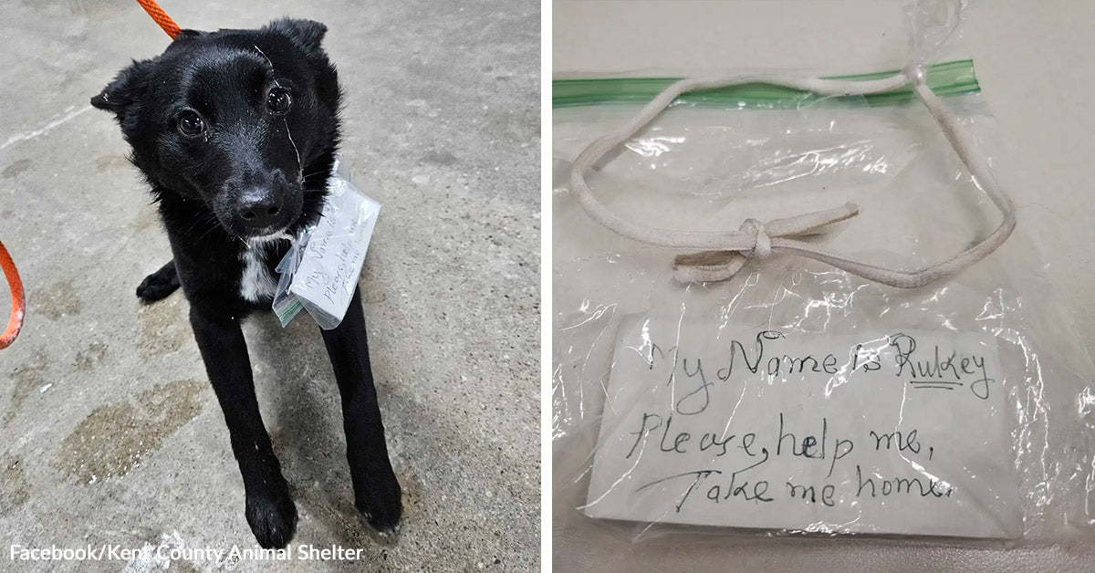 Abandoned Dog Found With Heartbreaking Note In Grocery Store Parking ...