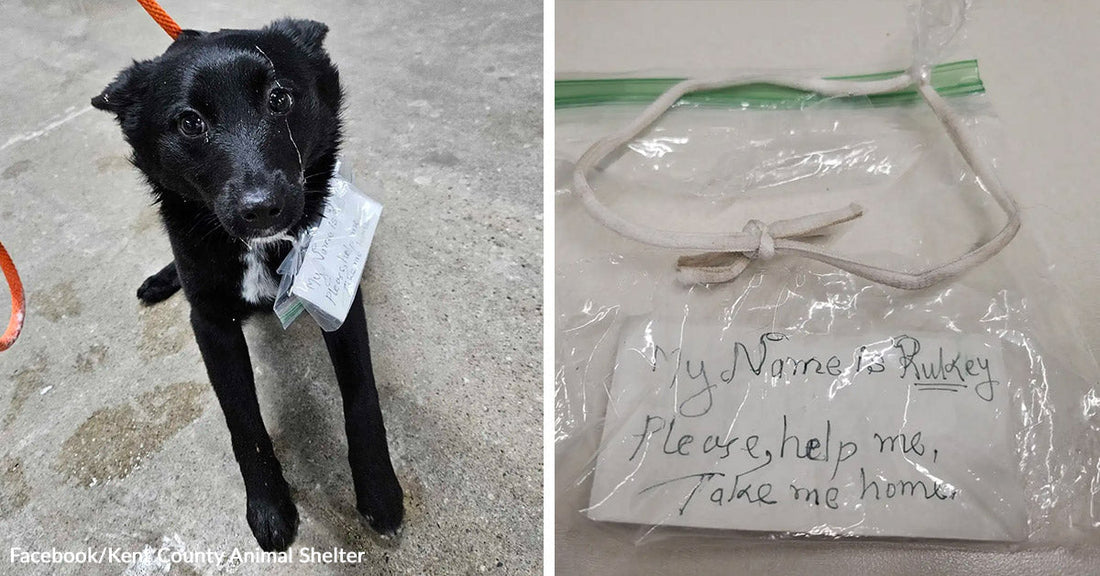 Small black dog with a note attached to its collar stands on concrete beside a close-up of the handwritten note in a plastic bag asking for help.