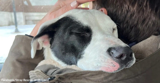 A black-and-white dog rests with eyes closed while being held against a person’s shoulder.