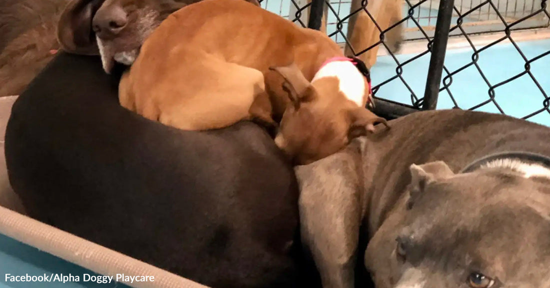 A small tan dog naps sprawled across the backs of two larger gray dogs inside a fenced play area.