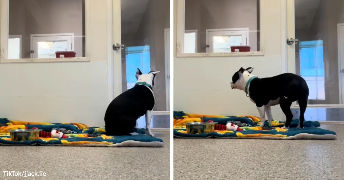 Shelter Dog Never Gets Chosen And Keeps Waiting By The Door For A Life ...