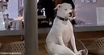 White dog sitting upright on a barstool at a dog-friendly café, appearing unimpressed while other dogs gather below.
