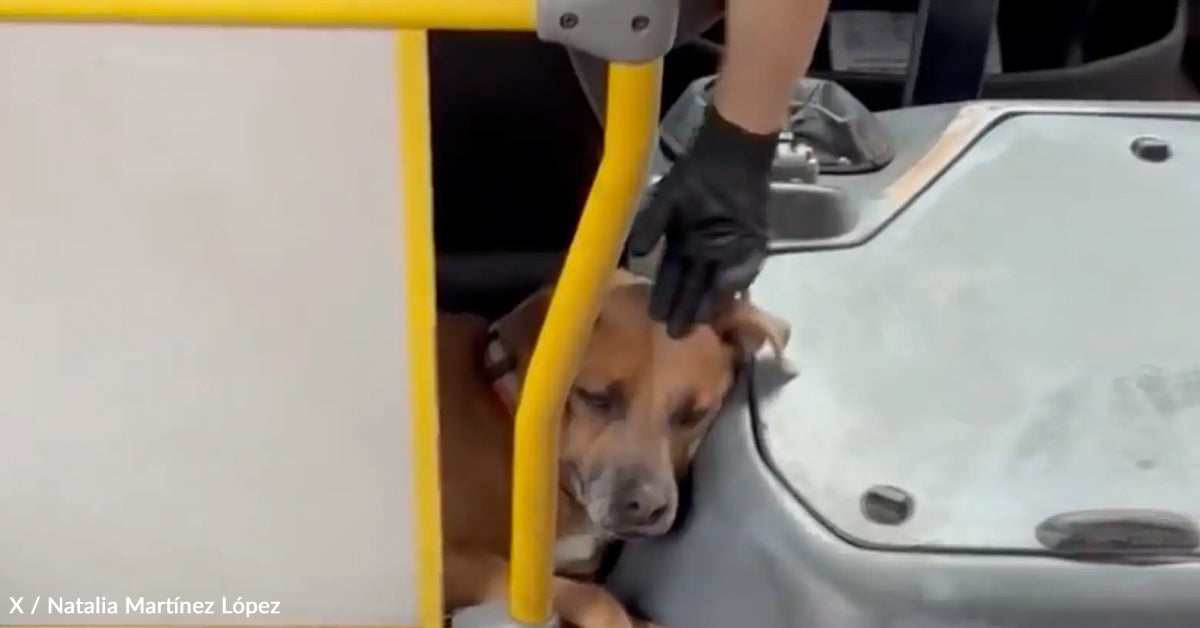 Commuter Spots a Canine Curled Up Behind the Bus Driver and Can’t Cease Smiling Commuter Spots a Canine Curled Up Behind the Bus Driver and Can’t Cease Smiling