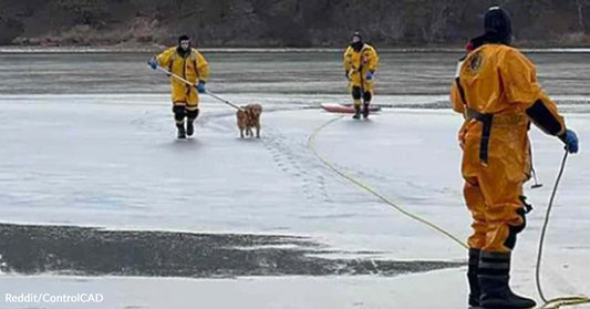 Emergency responders in protective suits guide a rescued dog across a frozen lake using ropes and rescue equipment.