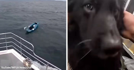 Split image showing a small inflatable boat drifting beside a larger vessel at sea, and a close-up of a black dog being gently petted indoors.