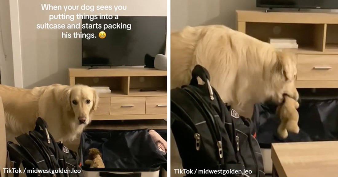 Video of Dog Determined to Join Owner's Trip Brings TikTok Viewers To Tears