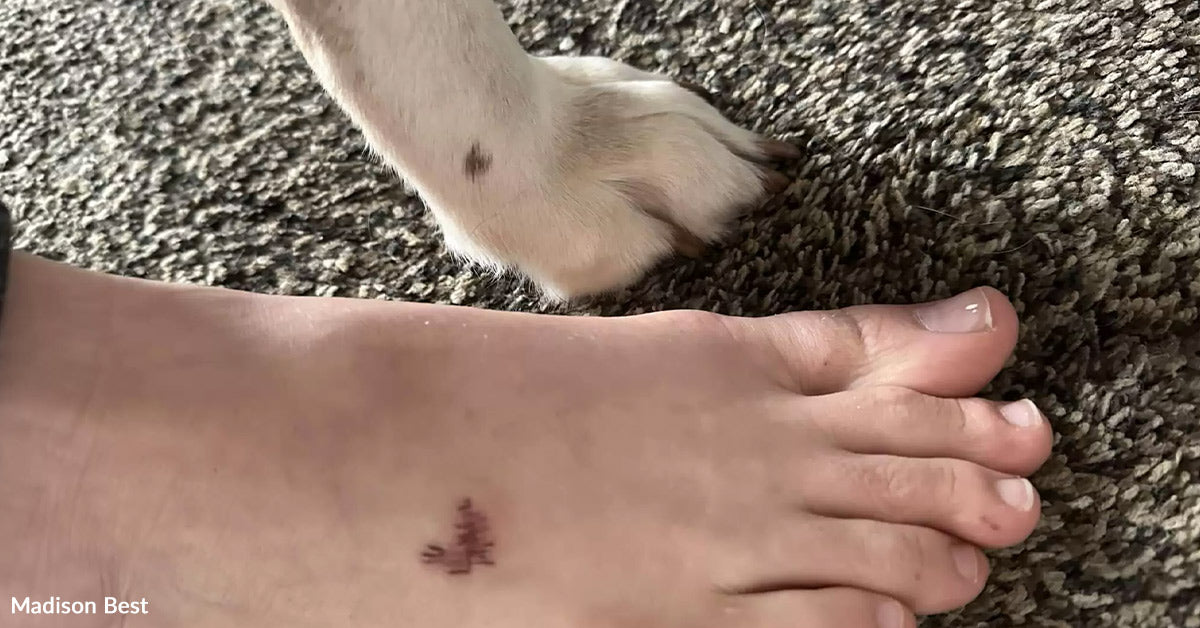 Beloved Canine’s Tiny Coronary heart Mark Turns into A Household’s Ceaselessly Bond Beloved Canine’s Tiny Coronary heart Mark Turns into A Household’s Ceaselessly Bond