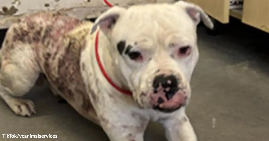 A white dog with spots and a red leash sits indoors, looking towards the camera.