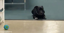 Close-up of a black dog lying at the edge of a carpeted area inside a store, watching a blue ball resting on the linoleum floor.