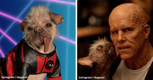 Britain’s Ugliest Dog Stars with Ryan Reynolds and Hugh Jackman in Deadpool & Wolverine