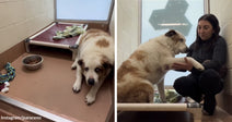 A large white-and-tan dog lies low in a kennel beside a raised bed and food bowl, then gently offers a paw to a woman sitting with him.
