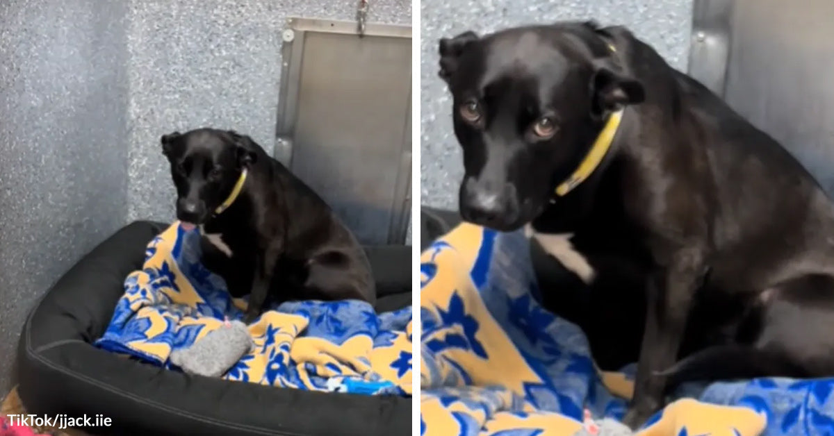 Adopted Dog Returned In Days Faces Crushing Rejection Again | The ...
