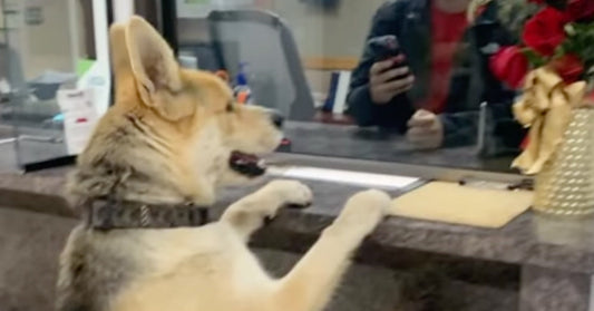 Dog resting its paws on a counter, looking at a person behind the glass.