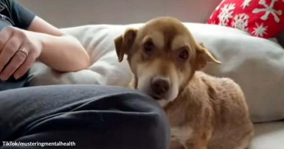 Small tan dog lying beside a person on a couch, resting its head near their leg and looking up with soft, cautious eyes.
