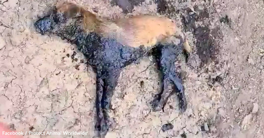 Dog lying on cracked ground, partially covered in dark liquid.