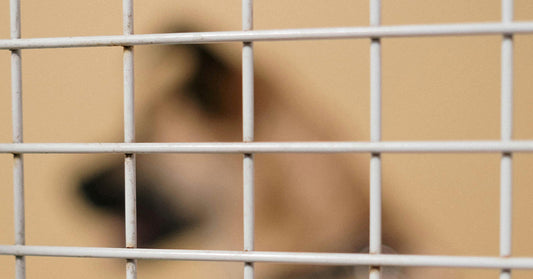 Ukrainian Veteran’s Healing Journey Through Caring for Shelter Dogs