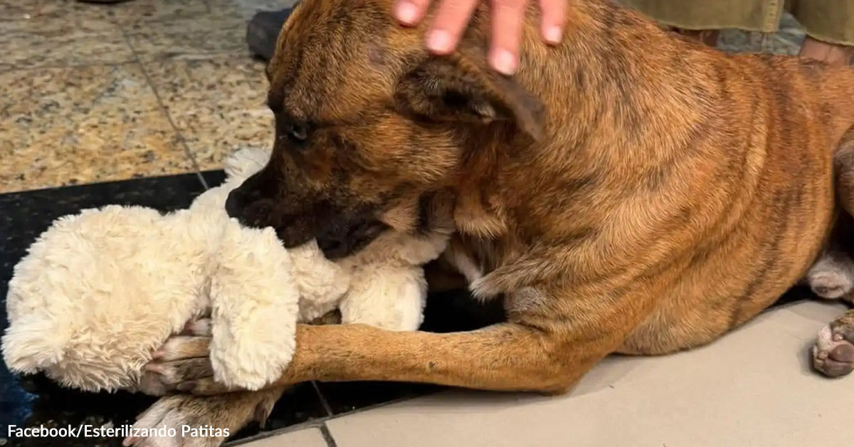 Stray Canine Steals Toy, So Buyers Purchase It and Undertake Him Stray Canine Steals Toy, So Buyers Purchase It and Undertake Him