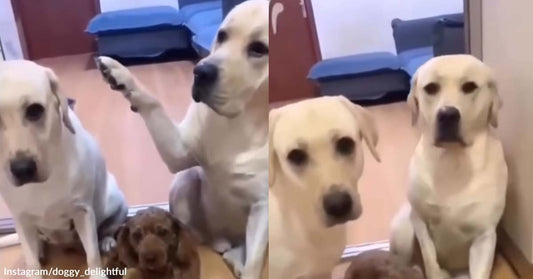 Hilarious Dog Creates a Mess, Then Puts the Blame on Its Sibling