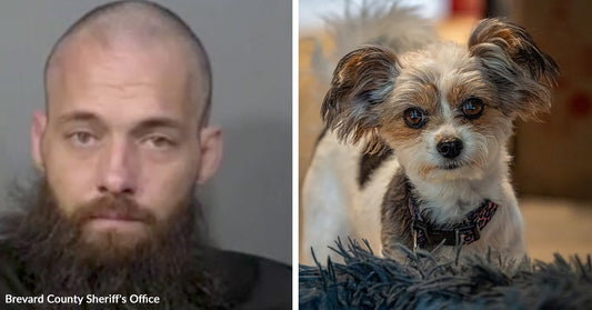 Split image of a bearded man’s mugshot and a small fluffy dog standing alert indoors.