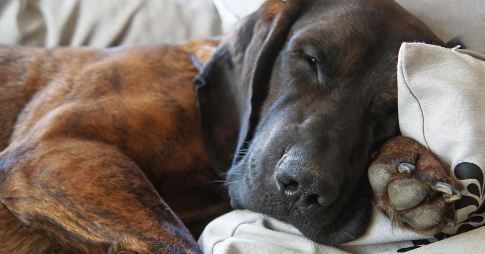 Dog Sleep Behavior: What's Normal & What's Not