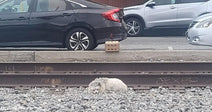Small white fluffy dog curled up on gravel beside railroad tracks, with parked cars and a wooden fence in the background.