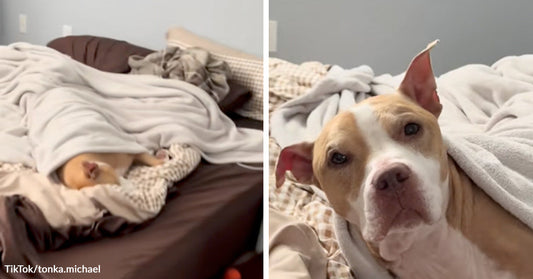 Split image showing a dog sleeping under a blanket on a bed on the left and the same dog awake and wrapped in the blanket on the right.