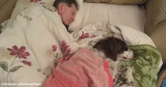 A man and a dog sleep peacefully together under cozy blankets.
