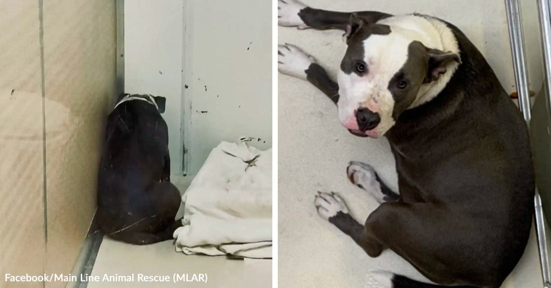 Split image of a black-and-white dog curled in the corner of a kennel, then looking back from the same space.