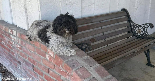 Scared Dog Sits Silently On Family's Porch, Refusing to Leave