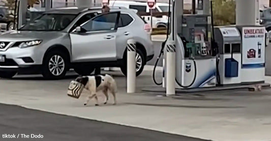 Dog walks with a bag in a gas station parking lot, car in the background.